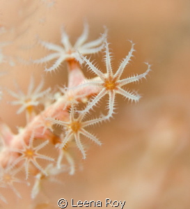 soft corals by Leena Roy 
